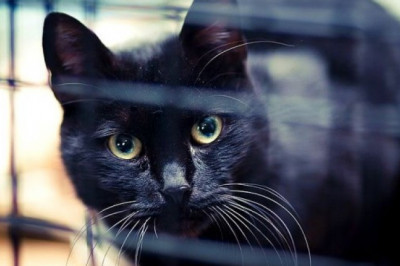 Что ученые узнали о кошках?