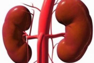 Что за удивительный гормон счастья вырабатывают  надпочечники?