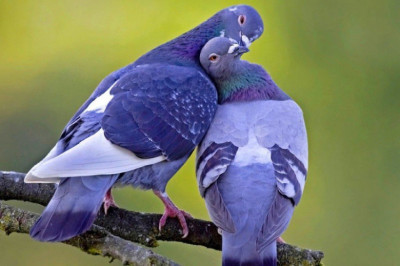 Факты о голубях