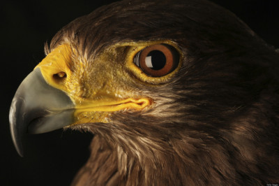 Что было бы,если человек  обладал орлиным зрением?