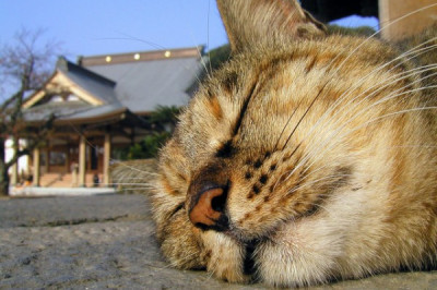 На самом ли деле мозг во время сна отдыхает?