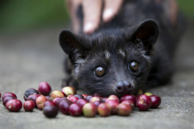 Кто такой мусанг?