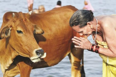 Напитки из коровьей мочи