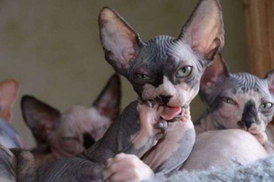 Интересные факты о кошках Сфинкс