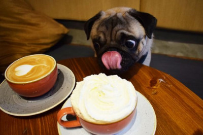 Кафе для досуга мопсов