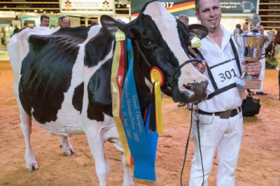  Корова Леди Гага вновь победила на конкурсе красоты 