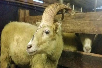 В Исландии появился единорог