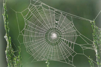 Бронежилеты можно делать из паутины?