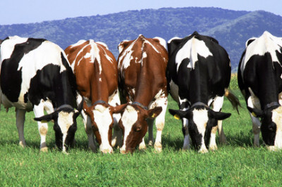 Что люди знают о коровах?