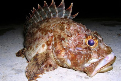 Какие животные обитают в Черном море?