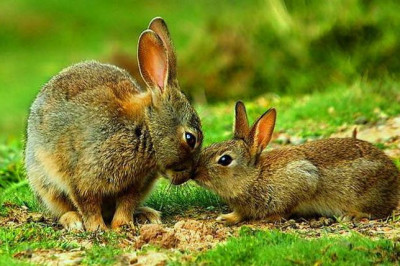 Любопытные факты о зайцах 
