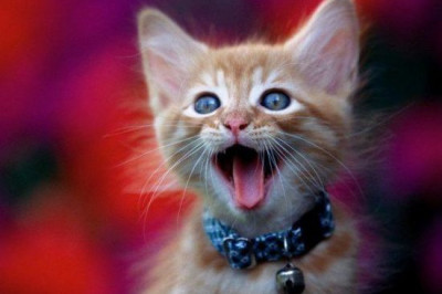 Расшифрован кошачий язык