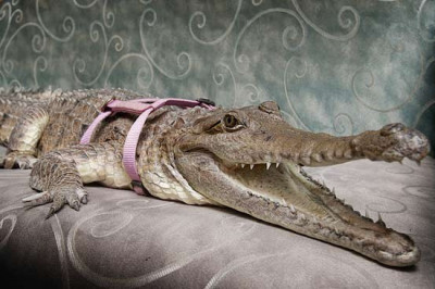  Как приручить крокодила?