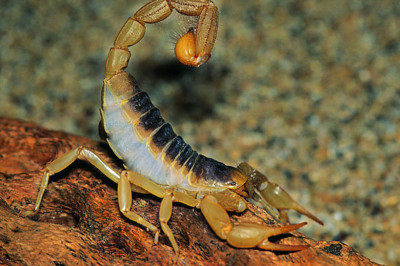 Интересные факты о скорпионах