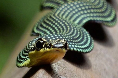 Вид летающих змей