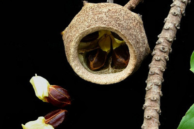 Что такое лецитис?