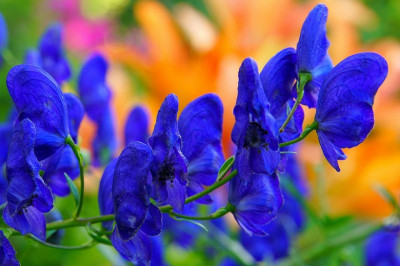 Любопытные сведения об аконите