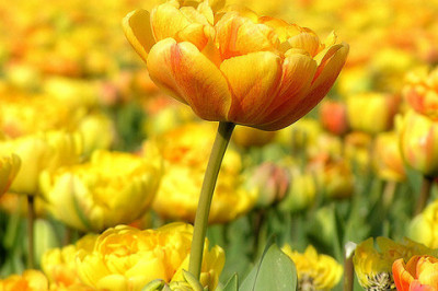 Королевство тюльпанов