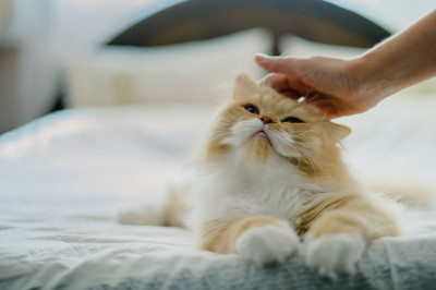 6 причин,чтобы  согнать кошку с кровати