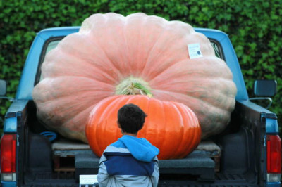 Тыква-гигант