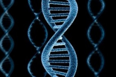 Как определяется пол будущего ребенка?