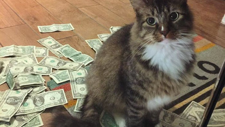 Кот, который занимается благотворительностью