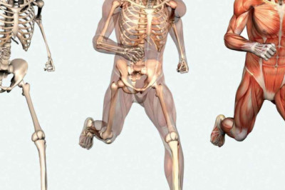 Мышечная система как незаменимый механизм человеческого тела