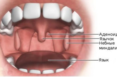 Являются ли синонимами термины 