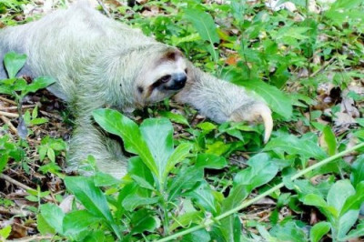 Интересные факты про ленивцев