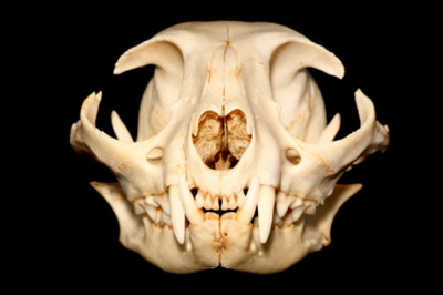 Почему  у человека 32 зуба?