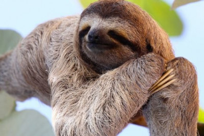 Правда ли,что лень-это защитная реакция организма?