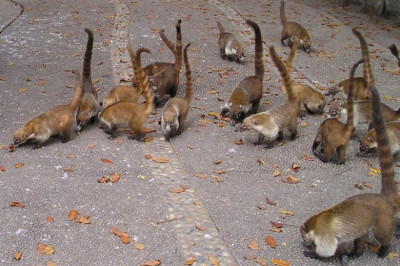  Любопытные сведения  о носухе