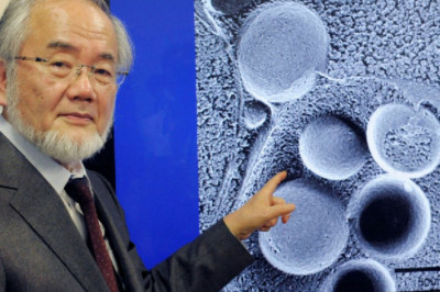 Правда ли,что голодание приносит пользу и может даже продлить молодость?