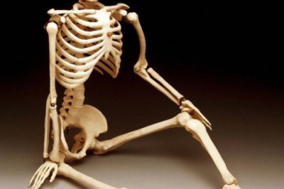 10 интересных фактов о костях