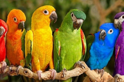 8 интересных сведений о цвете