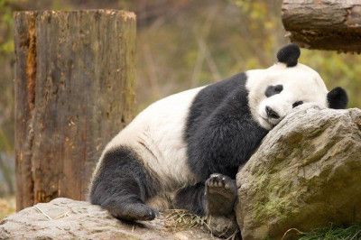 Самые потрясающие и малоизвестные факты о животных