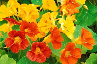 Любопытные факты о настурции