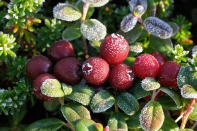 Интересные факты о бруснике