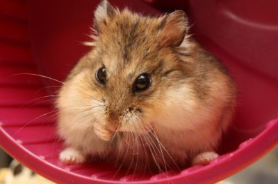 Каких животных заводить занятым людям?