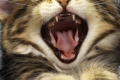 Почему человек не может сам себя пощекотать?