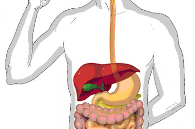  Некоторые факты о таком сложном  процессе как пищеварение