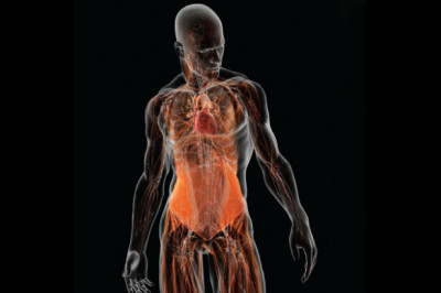 8 впечатляющих фактов о человеческом организме