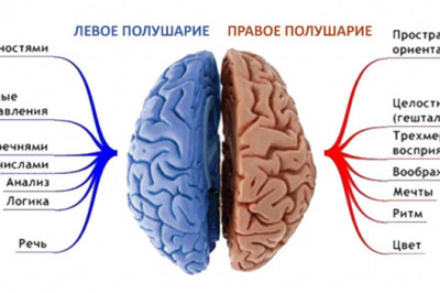 Правда ли,что каждое полушарие выполняет четко только свои роли?