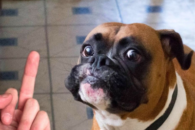 Как собаки реагируют на неприличную композицию кулака со средним пальцем?