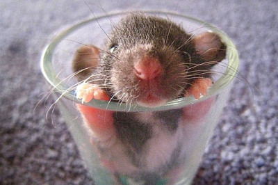 Любителям пушистиков посвящается...