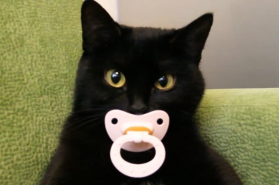 Как здорово иметь домашнего питомца!