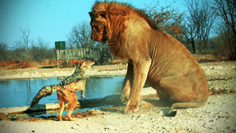 Животные , потерявшие страх-что с ними случилось?