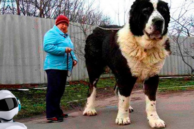 Любителям собачек посвящается...