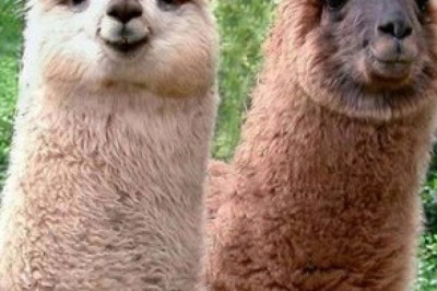 Кто такие альпаки?