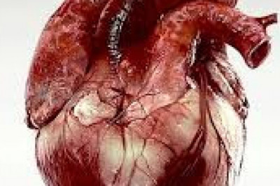 8 любопытных фактов о сердце